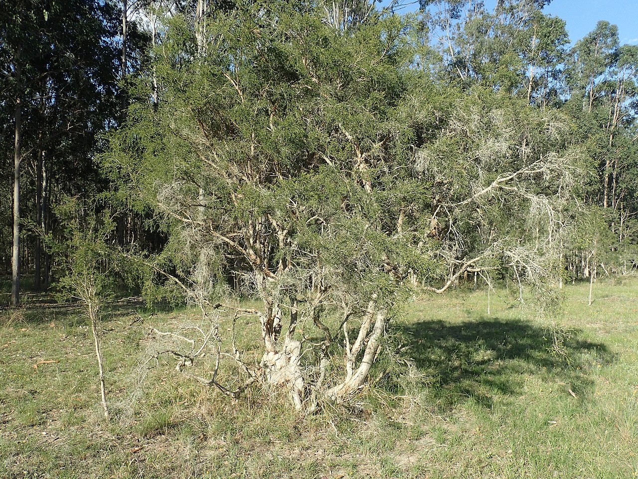 Teepuu (Melaleuca alternifolia)